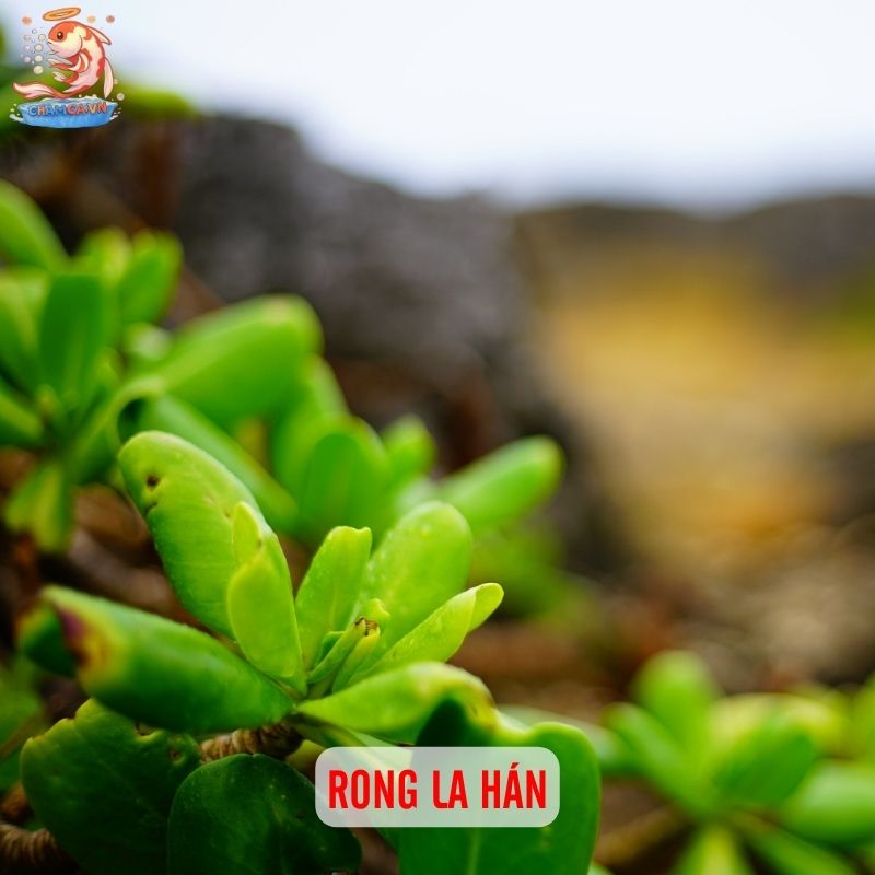 TOP 20 Loại Cây Thủy Sinh Dễ Trồng Cho Người Mới Bắt Đầu 2 Rong la hán