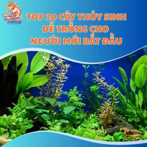 cay thuy sinh de trong