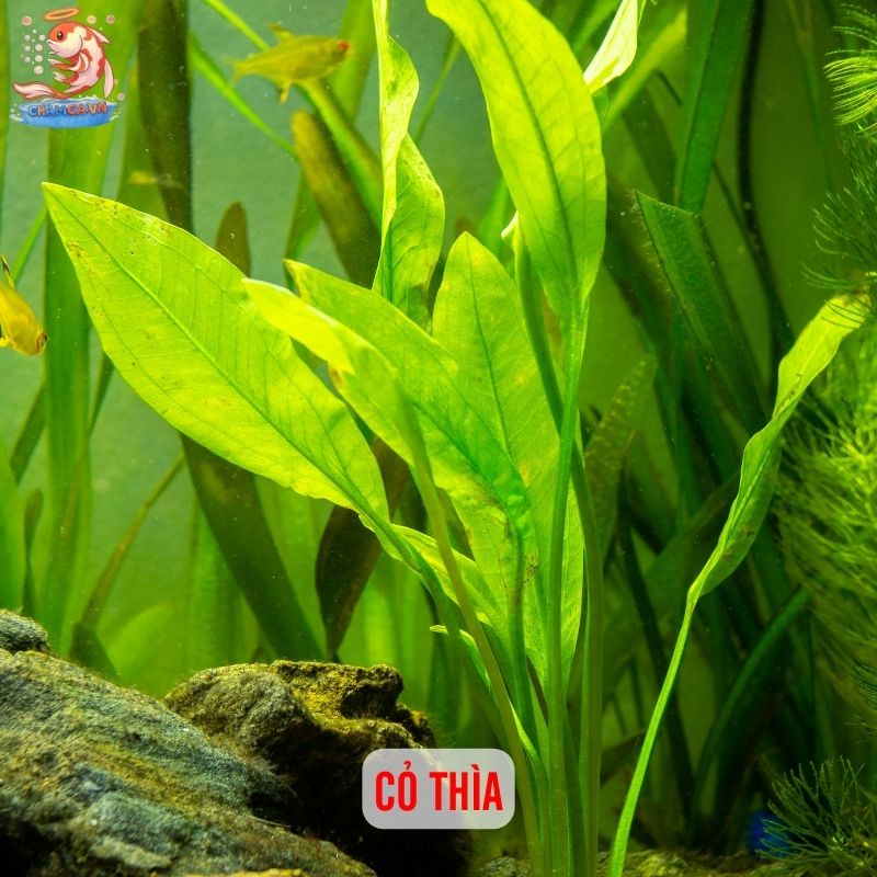 TOP 20 Loại Cây Thủy Sinh Dễ Trồng Cho Người Mới Bắt Đầu 3 Cỏ thìa