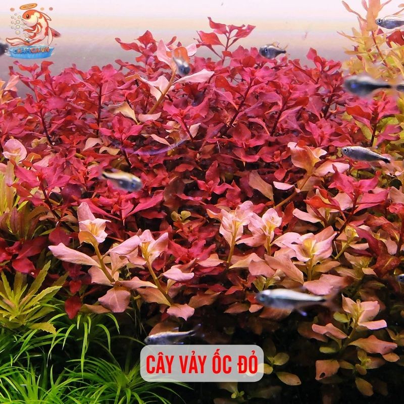 TOP 20 Loại Cây Thủy Sinh Dễ Trồng Cho Người Mới Bắt Đầu 5 Cây vảy ốc đỏ