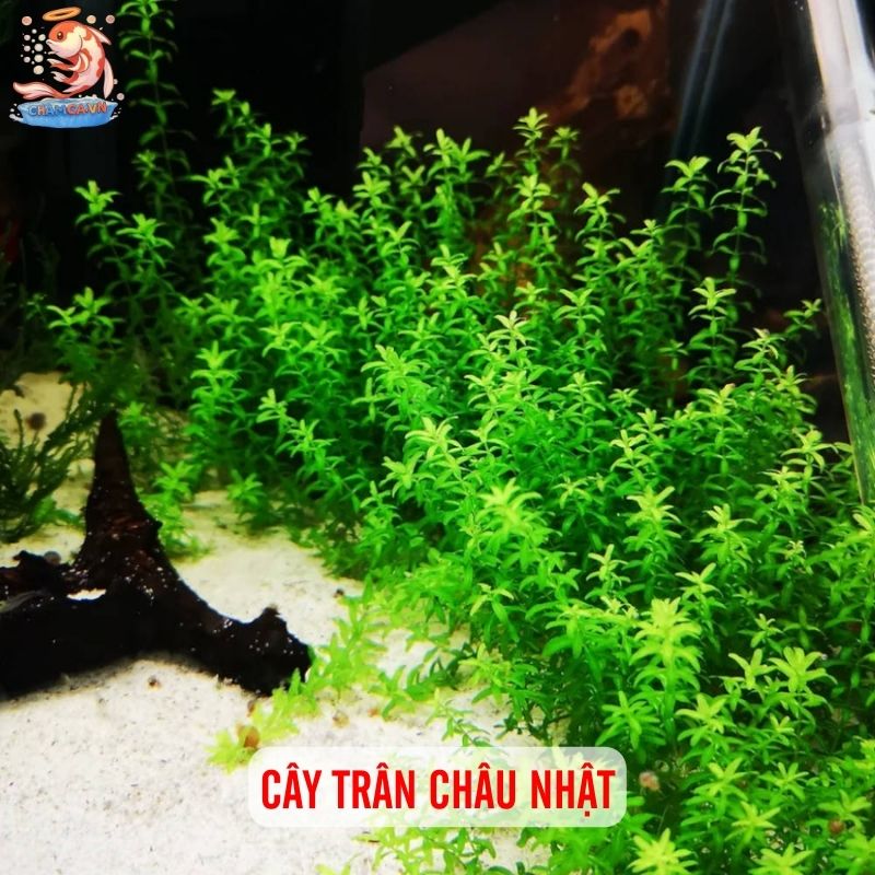 TOP 20 Loại Cây Thủy Sinh Dễ Trồng Cho Người Mới Bắt Đầu 6 Cây trân châu nhật