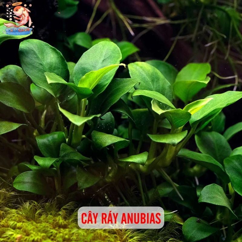 TOP 20 Loại Cây Thủy Sinh Dễ Trồng Cho Người Mới Bắt Đầu 7 Cây ráy Anubias