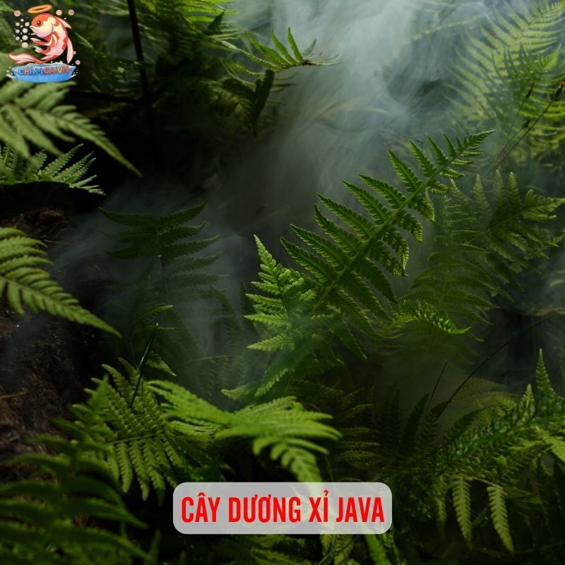 TOP 20 Loại Cây Thủy Sinh Dễ Trồng Cho Người Mới Bắt Đầu 8 Cây dương xỉ java