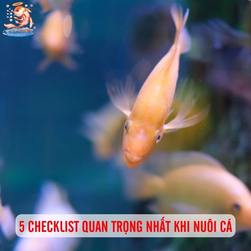Checklist Cần Nhớ Để Xử Lý Ngay Khi Cá Có Dấu Hiệu Bất Thường 2 5 checklist cần nh khi nuôi cá