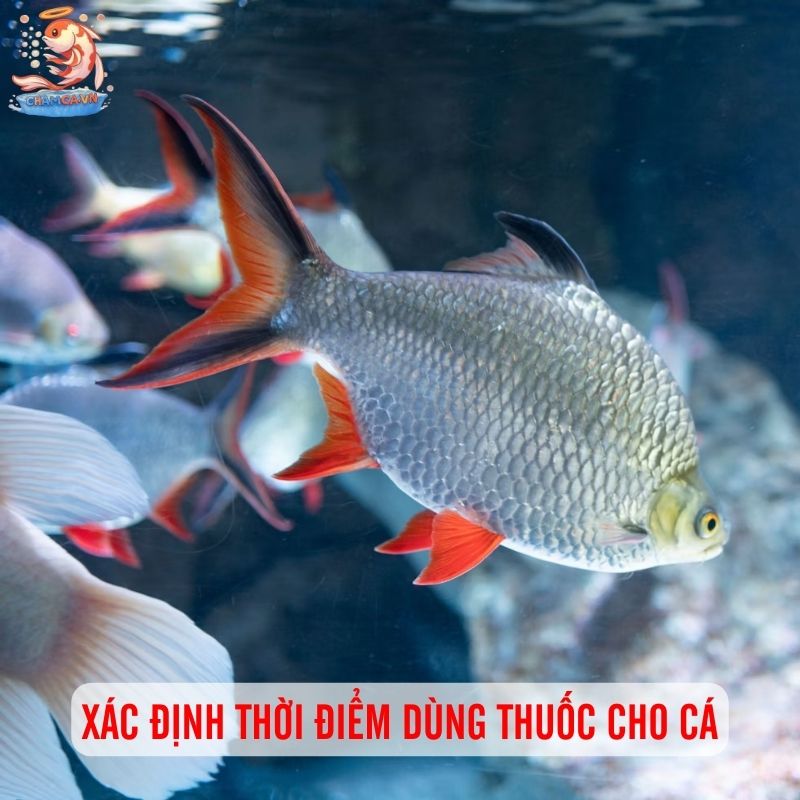 Checklist Cần Nhớ Để Xử Lý Ngay Khi Cá Có Dấu Hiệu Bất Thường 3 Xác định thời điểm dùng thuốc