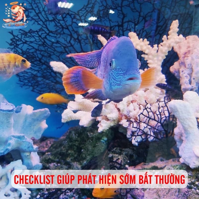 Checklist Cần Nhớ Để Xử Lý Ngay Khi Cá Có Dấu Hiệu Bất Thường 1 Các checklist giúp phát hiện sớm bất thường