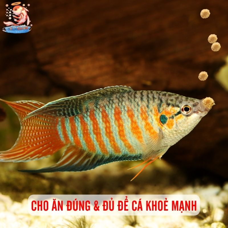 Cho Cá Ăn Thế Nào Là Đủ? Bí Quyết Cân Bằng Dinh Dưỡng 1 Cho ăn đúng & đủ để cá khoẻ mạnh