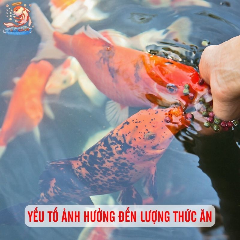 Cho Cá Ăn Thế Nào Là Đủ? Bí Quyết Cân Bằng Dinh Dưỡng 2 Yếu tố ảnh hưởng đến lượng thức ăn