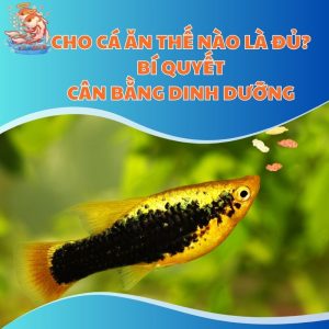 Cho Cá Ăn Thế Nào Là Đủ? Bí Quyết Cân Bằng Dinh Dưỡng