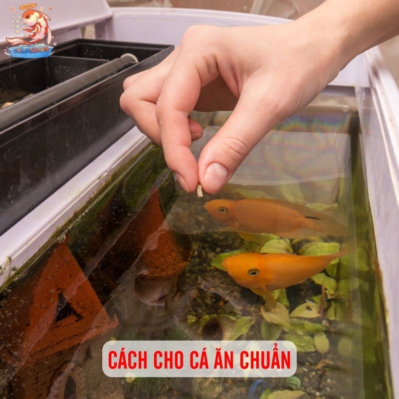 Cho Cá Ăn Thế Nào Là Đủ? Bí Quyết Cân Bằng Dinh Dưỡng 3 Cách cho cá ăn chuẩn