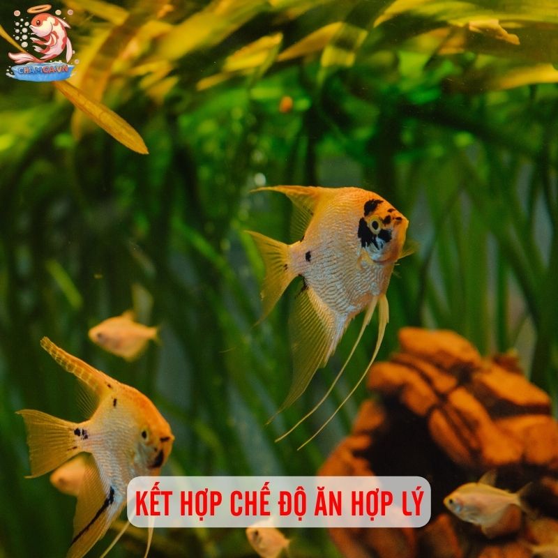 Cho Cá Ăn Thế Nào Là Đủ? Bí Quyết Cân Bằng Dinh Dưỡng 4 Kết hợp chế độ ăn hợp lý