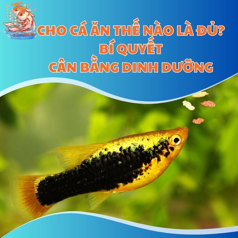 Cho Cá Ăn Thế Nào Là Đủ? Bí Quyết Cân Bằng Dinh Dưỡng