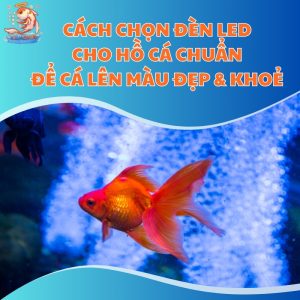 chon-den-led-cho-ho-ca-thum-moi