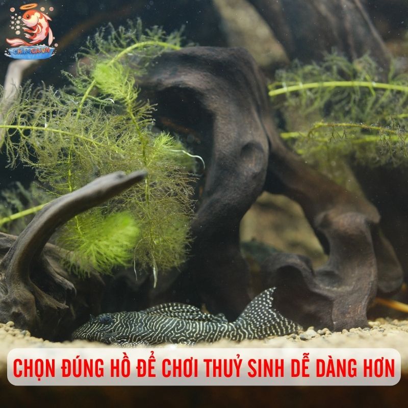 Bí Quyết Chọn Hồ Cá Khi Mới Chơi Thuỷ Sinh Lần Đầu 1 Chọn đúng hồ giúp chơi thuỷ sinh dễ dàng hơn