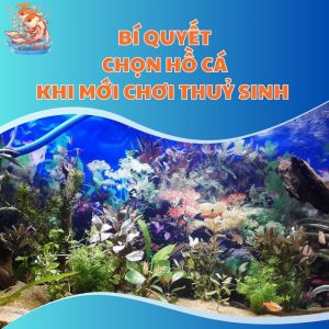 Bí Quyết Chọn Hồ Cá Khi Mới Chơi Thuỷ Sinh Lần Đầu