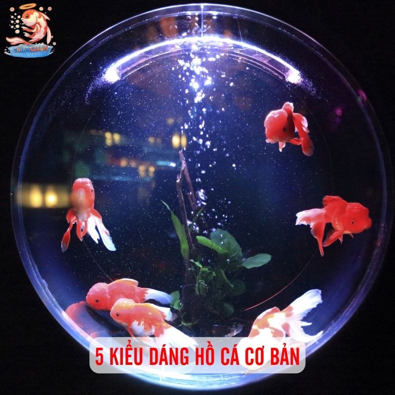 Bí Quyết Chọn Hồ Cá Khi Mới Chơi Thuỷ Sinh Lần Đầu 4 5 kiểu hồ cá cơ bản