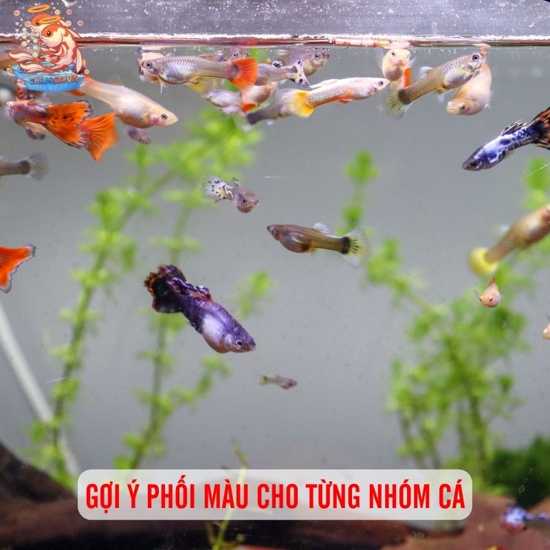 Chọn Màu Nền & Cây Thuỷ Sinh Để Tôn Lên Vẻ Đẹp Của Cá 3 Gợi ý phối màu cho từng nhóm cá
