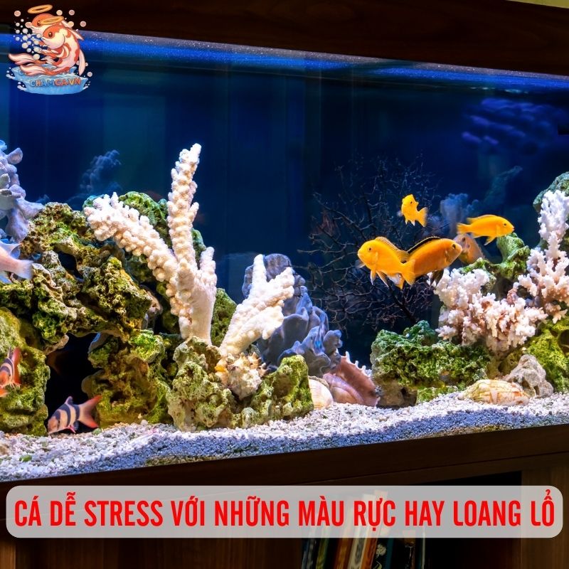Chọn Màu Nền & Cây Thuỷ Sinh Để Tôn Lên Vẻ Đẹp Của Cá 4 Cá dễ stress với những màu quá rực hay loang lổ