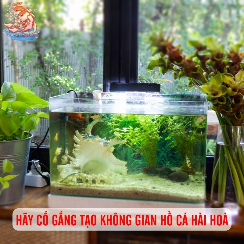 Chọn Màu Nền & Cây Thuỷ Sinh Để Tôn Lên Vẻ Đẹp Của Cá 5 Hãy cố gắng tạo không gian hồ cá hài hoà