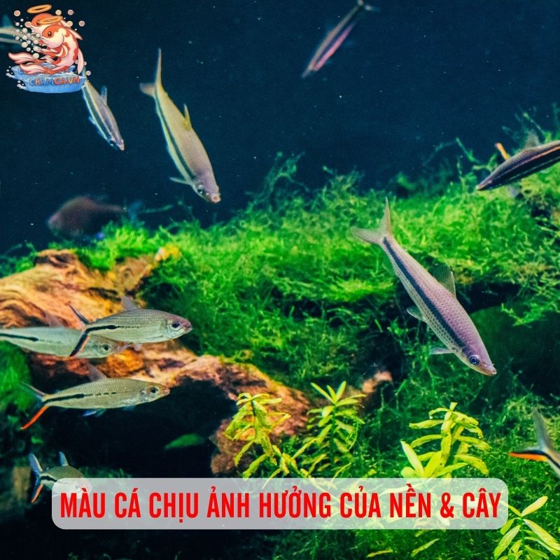 Chọn Màu Nền & Cây Thuỷ Sinh Để Tôn Lên Vẻ Đẹp Của Cá 1 Màu cá chịu ảnh hưởng của nền & cây