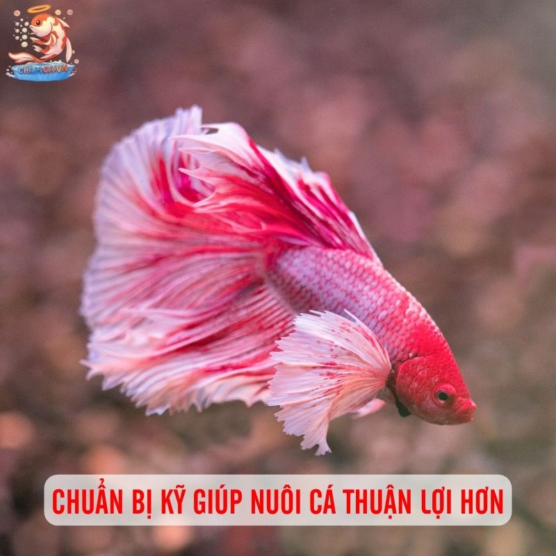 Chuẩn Bị Cho Người Mới Nuôi Cá Cảnh Chuẩn Từ A-Z 1 Chuẩn bị kỹ từ đầu giúp việc nuôi cá thuận lợi hơn