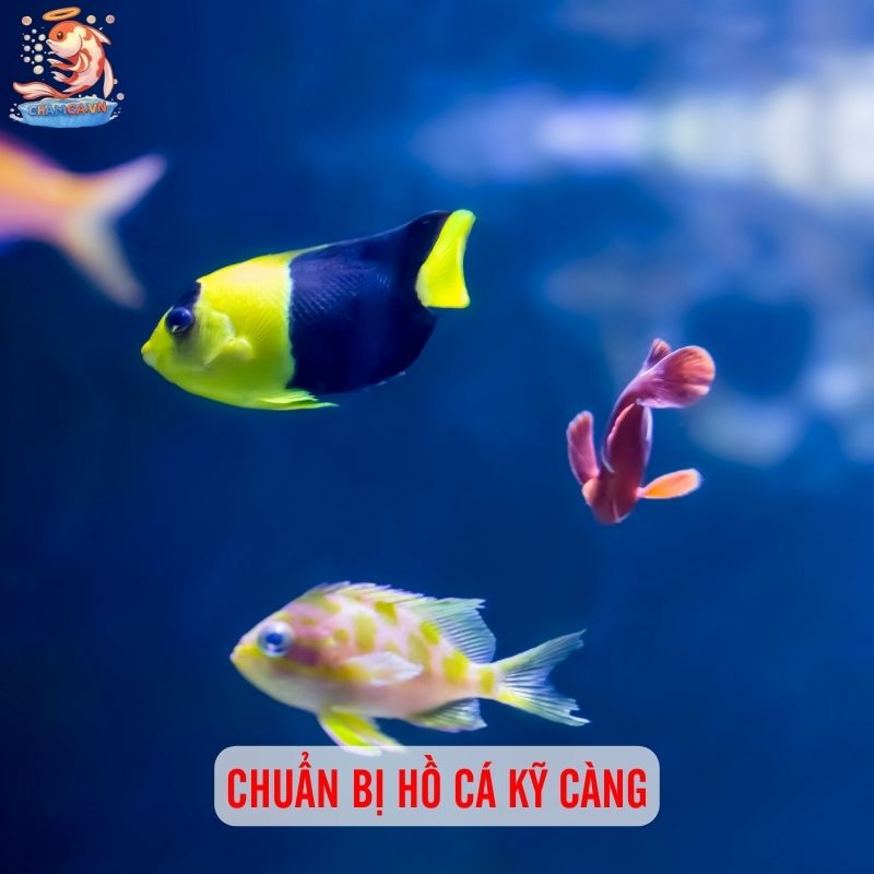Chuẩn Bị Cho Người Mới Nuôi Cá Cảnh Chuẩn Từ A-Z 3 Chuẩn bị hồ cá kỹ càng