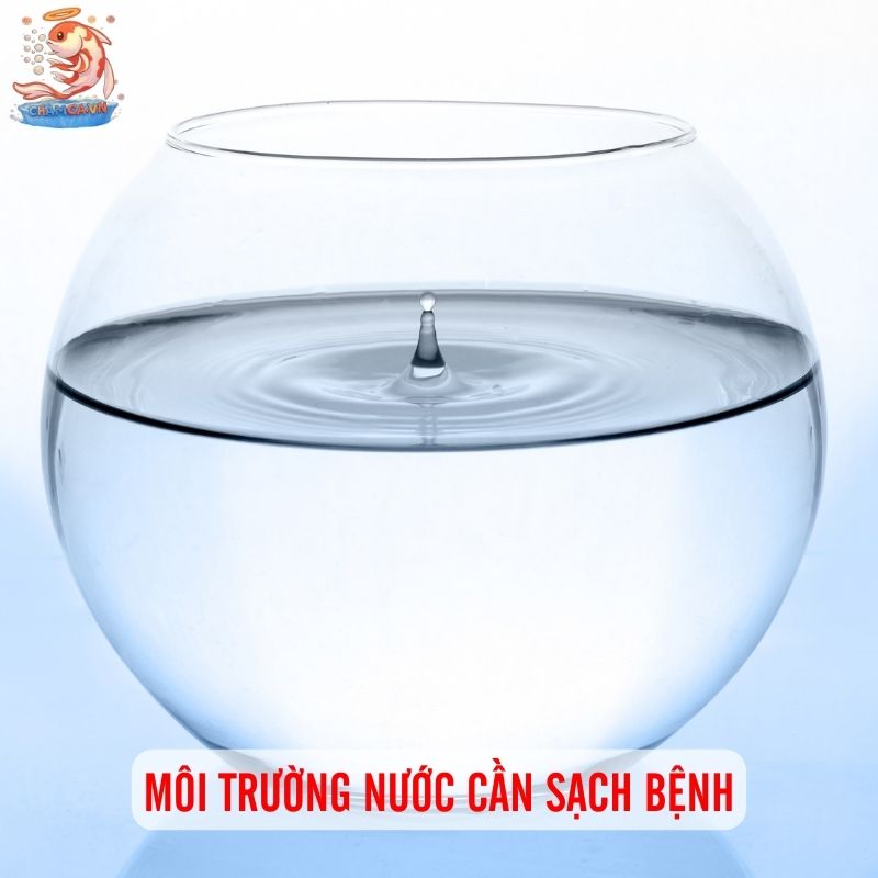 Chuẩn Bị Cho Người Mới Nuôi Cá Cảnh Chuẩn Từ A-Z 4 Môi trường nước cần sạch bệnh