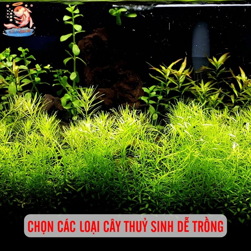 Chuẩn Bị Cho Người Mới Nuôi Cá Cảnh Chuẩn Từ A-Z 5 Chọn các loại cây thuỷ sinh dễ trồng khi mới bắt đầu