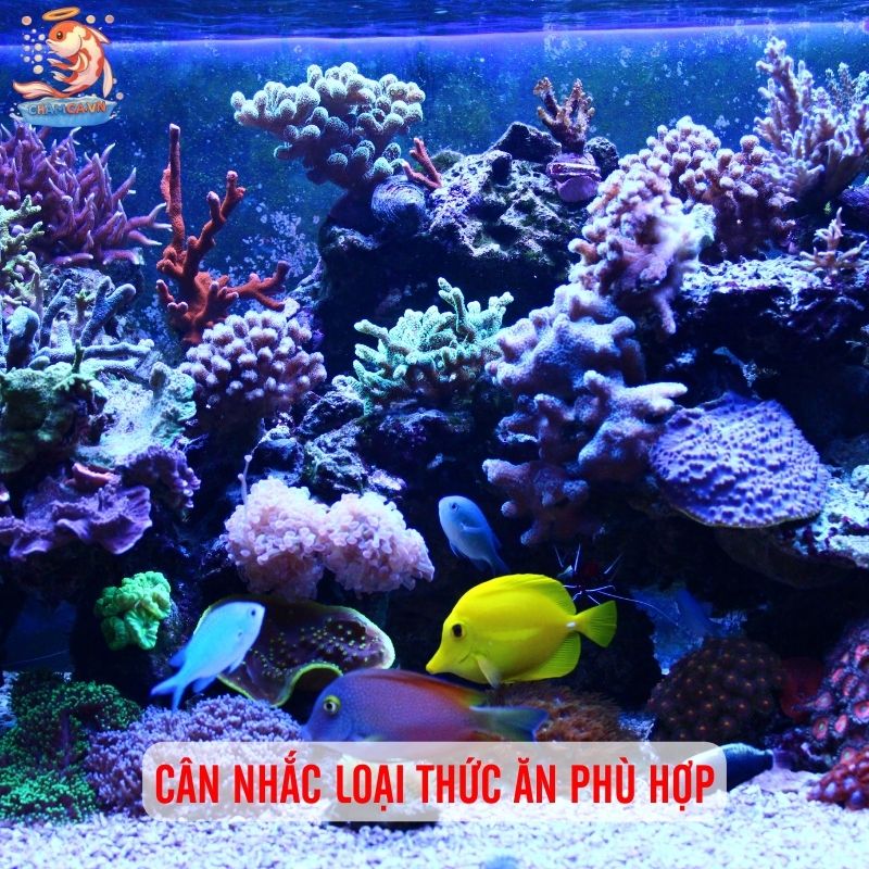 Chuẩn Bị Cho Người Mới Nuôi Cá Cảnh Chuẩn Từ A-Z 6 Cân nhắc loại thức ăn phù hợp