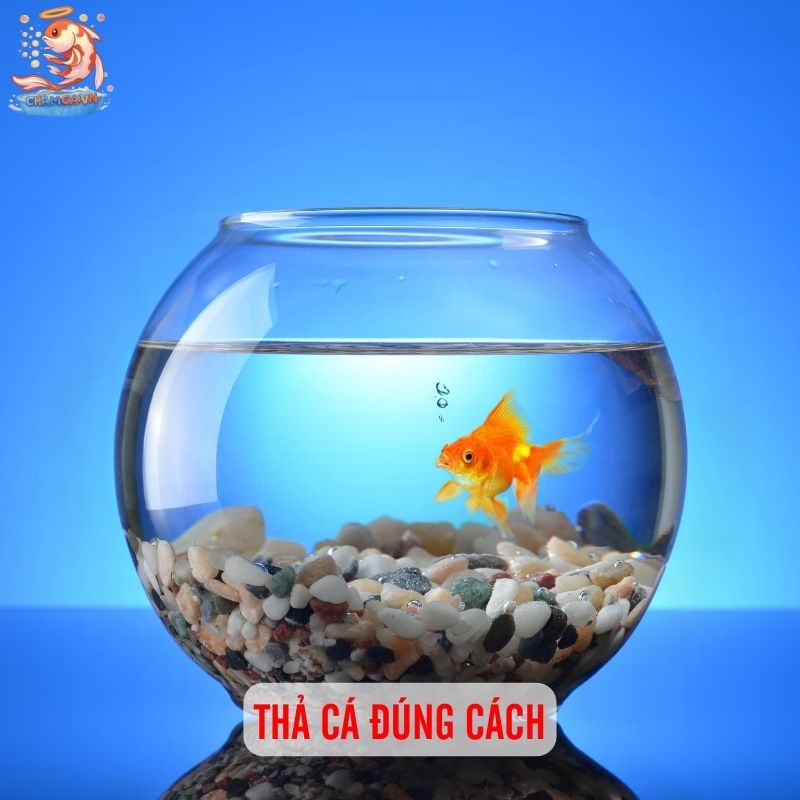 Chuẩn Bị Cho Người Mới Nuôi Cá Cảnh Chuẩn Từ A-Z 7 Thả cá đúng cách