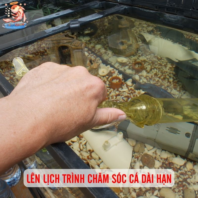 Chuẩn Bị Cho Người Mới Nuôi Cá Cảnh Chuẩn Từ A-Z 8 Lên lịch trình chăm sóc cá dài hạn