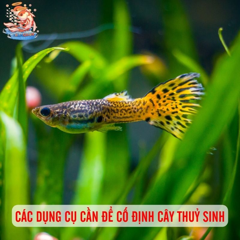 Trồng & Cố Định Cây Thuỷ Sinh Cho Hồ Cá Đẹp Bền Lâu 2 Các dụng cụ cần để cố định cây thuỷ sinh