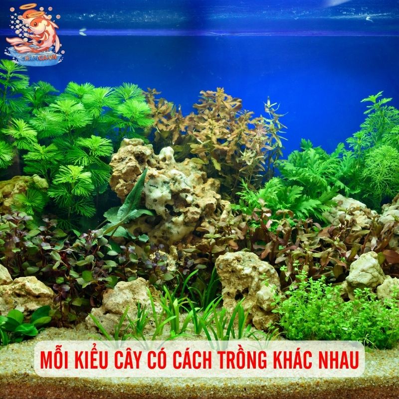 Trồng & Cố Định Cây Thuỷ Sinh Cho Hồ Cá Đẹp Bền Lâu 3 Mỗi kiểu cây có cách trồng khác nhau