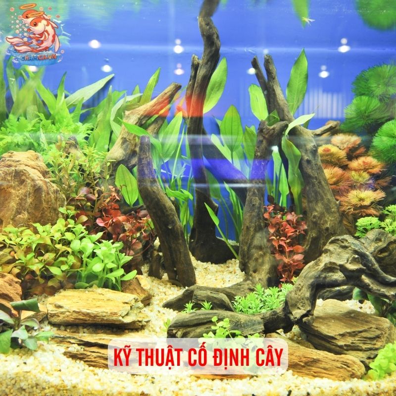 Trồng & Cố Định Cây Thuỷ Sinh Cho Hồ Cá Đẹp Bền Lâu 4 Kỹ thuật cố định cây