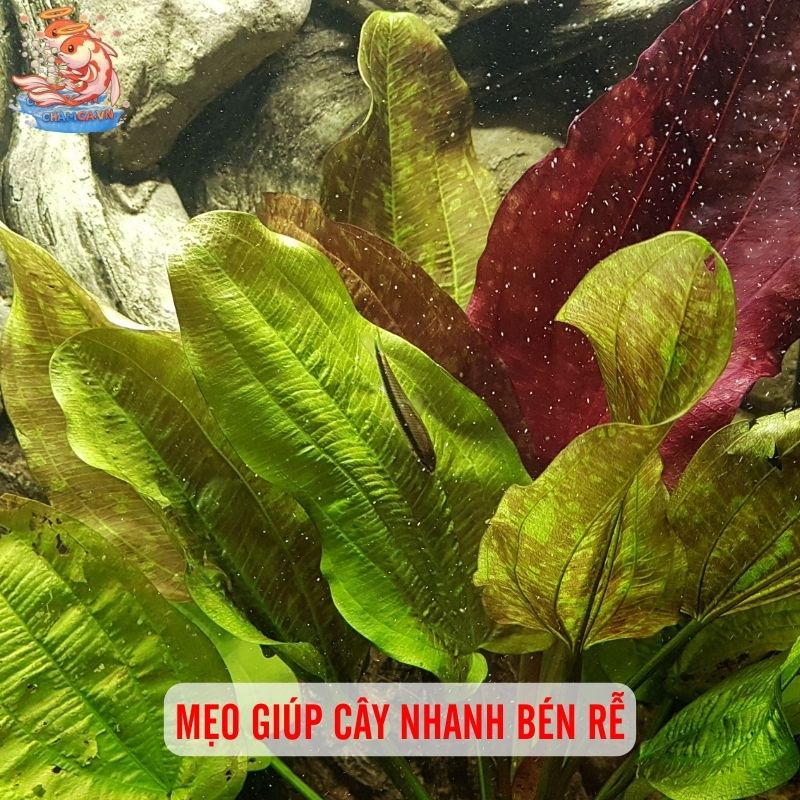 Trồng & Cố Định Cây Thuỷ Sinh Cho Hồ Cá Đẹp Bền Lâu 5 Mẹo giúp cây nhanh bén rễ
