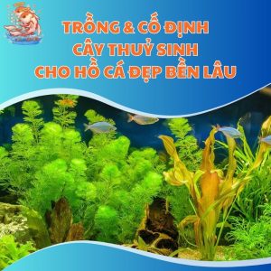 Trồng & Cố Định Cây Thuỷ Sinh Cho Hồ Cá Đẹp Bền Lâu