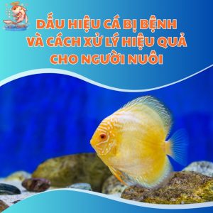 dau-hieu-ca-bi-benh-giai-phap-thum-moi