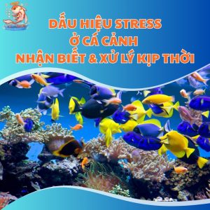 dau-hieu-stress-o-ca-canh-thum-moi