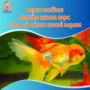 dinh-duong-cho-ca-canh-thum-moi