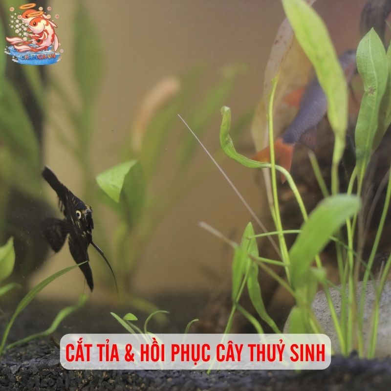 Giải Pháp Khi Cây Bị Úa & Thối Rễ: Lời Khuyên Cho Người Mới 4 Cắt tỉa & hồi phục cây thuỷ sinh