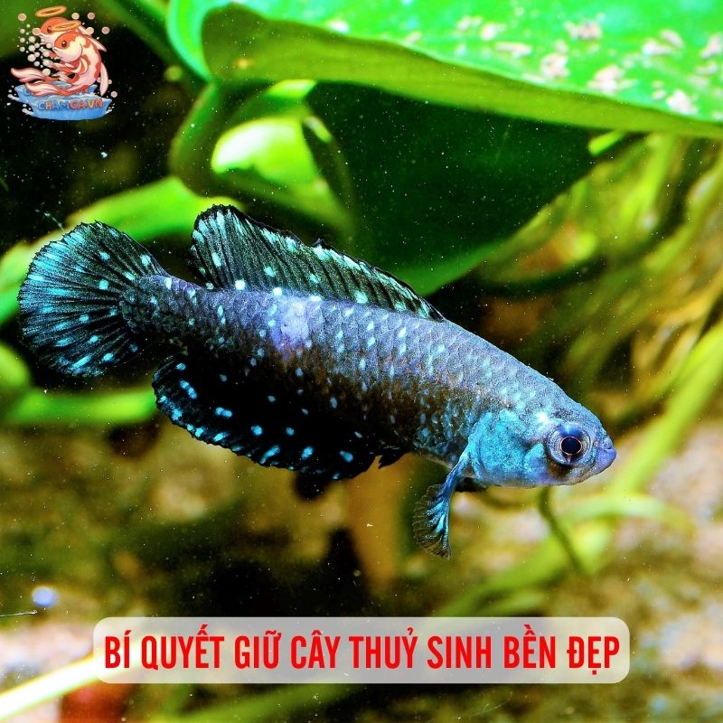 Giải Pháp Khi Cây Bị Úa & Thối Rễ: Lời Khuyên Cho Người Mới 5 Bí quyết giữ cây thuỷ sinh bền đẹp