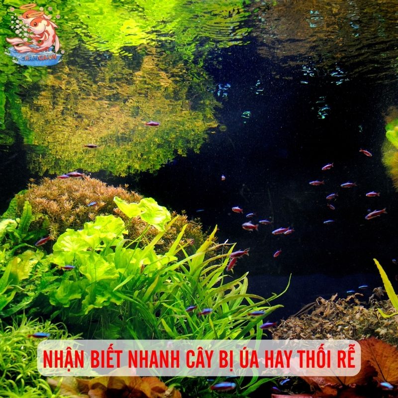 Giải Pháp Khi Cây Bị Úa & Thối Rễ: Lời Khuyên Cho Người Mới 1 Nhận biết nhanh cây bị úa hay thối rễ