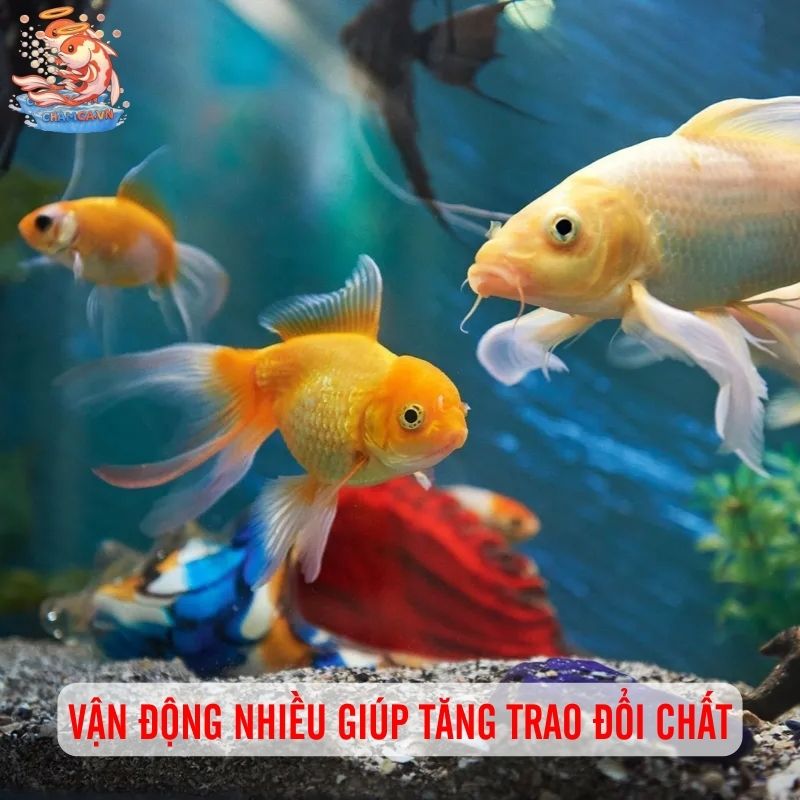 Kích Thích Vận Động Để Đàn Cá Năng Động Hơn 1 Vận động nhiều giúp tăng cường trao đổi chất