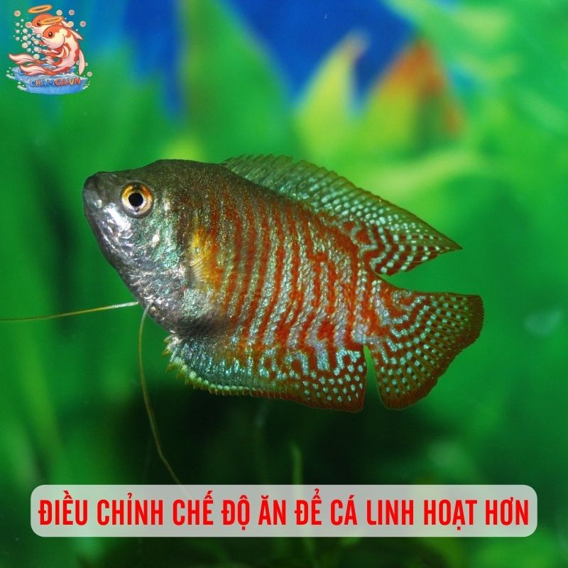Kích Thích Vận Động Để Đàn Cá Năng Động Hơn 2 Điều chỉnh chế độ ăn để cá linh hoạt hơn