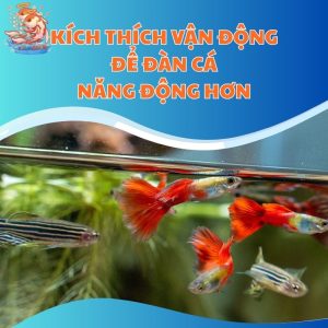 Kích Thích Vận Động Để Đàn Cá Năng Động Hơn