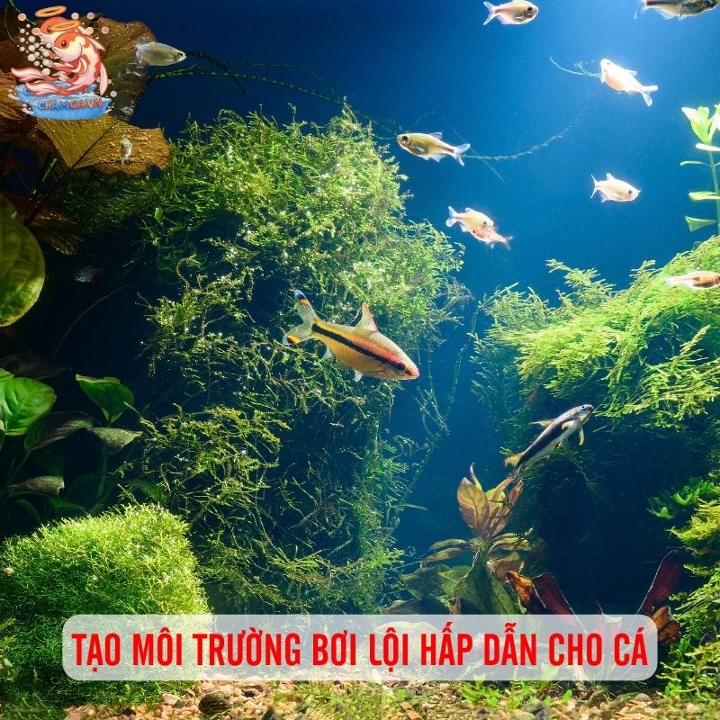 Kích Thích Vận Động Để Đàn Cá Năng Động Hơn 3 Tạo môi trường bơi lội hấp dẫn