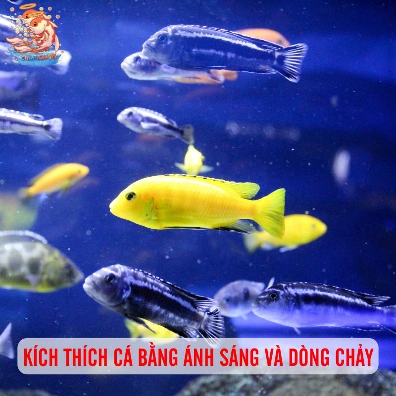 Kích Thích Vận Động Để Đàn Cá Năng Động Hơn 4 Kích thích bằng ánh sáng và dòng chảy