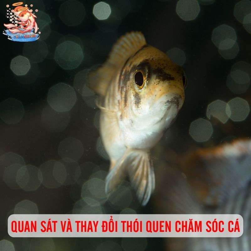 Kích Thích Vận Động Để Đàn Cá Năng Động Hơn 5 Quan sát và thay đổi thói quen chăm sóc