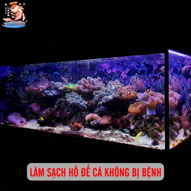 “Reset Hồ” Sau Khi Bị Bệnh Để Cá Luôn Khoẻ Mạnh 1 Vệ sinh hồ giúp đàn cá mới phát triển khỏe mạnh