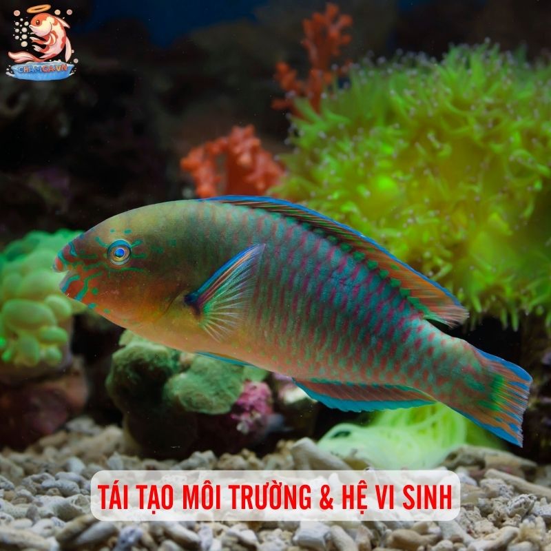 “Reset Hồ” Sau Khi Bị Bệnh Để Cá Luôn Khoẻ Mạnh 2 Tái tạo môi trường và hệ vi sinh